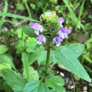 Meet your Posher, Mary ann